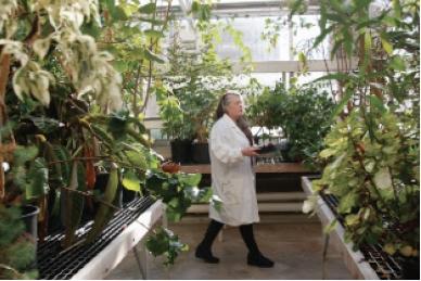 A researcher wearing a white coat walking inside a greenhouse